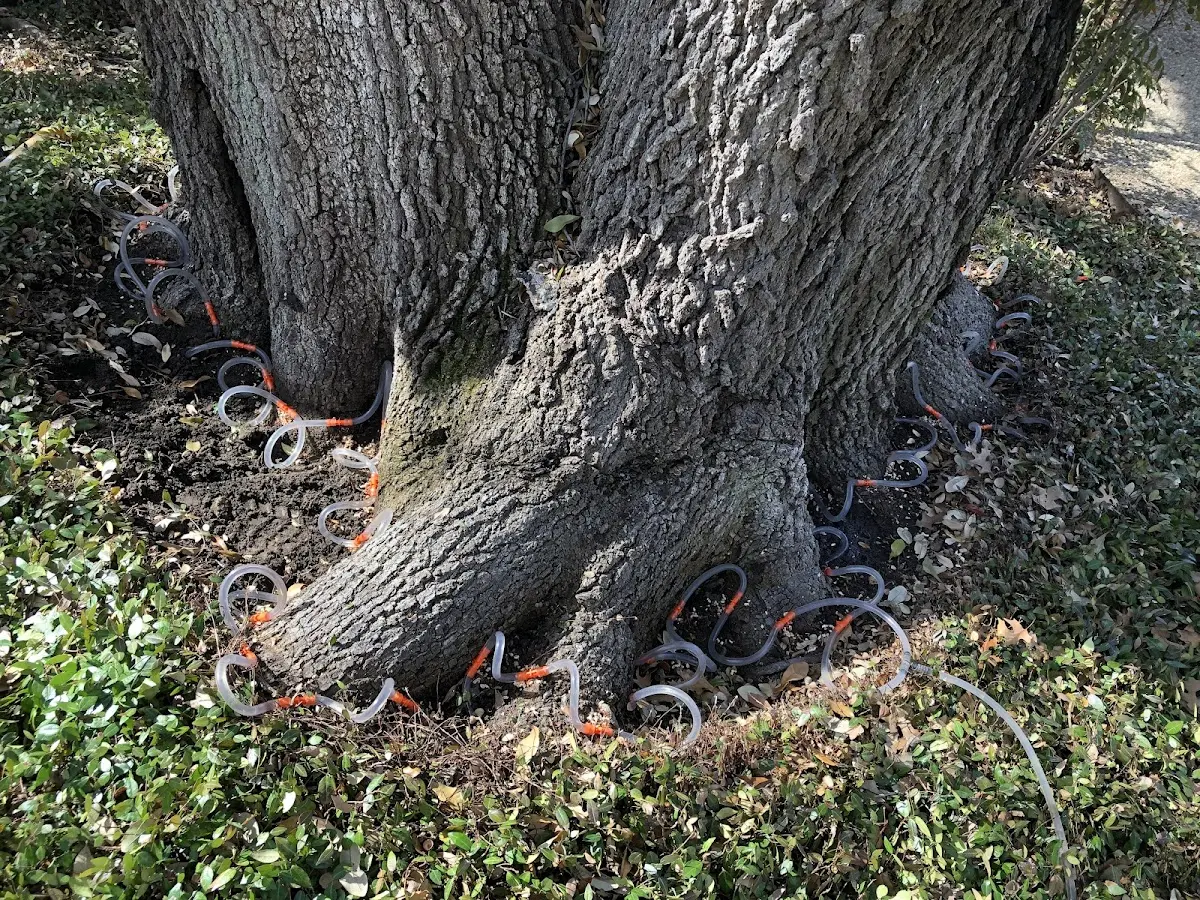 Detailed Tree Cabling and Bracing job site in Busy