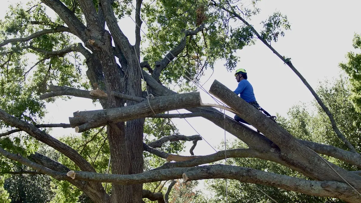 Professional Crown Thinning performed by certified arborists in Busy