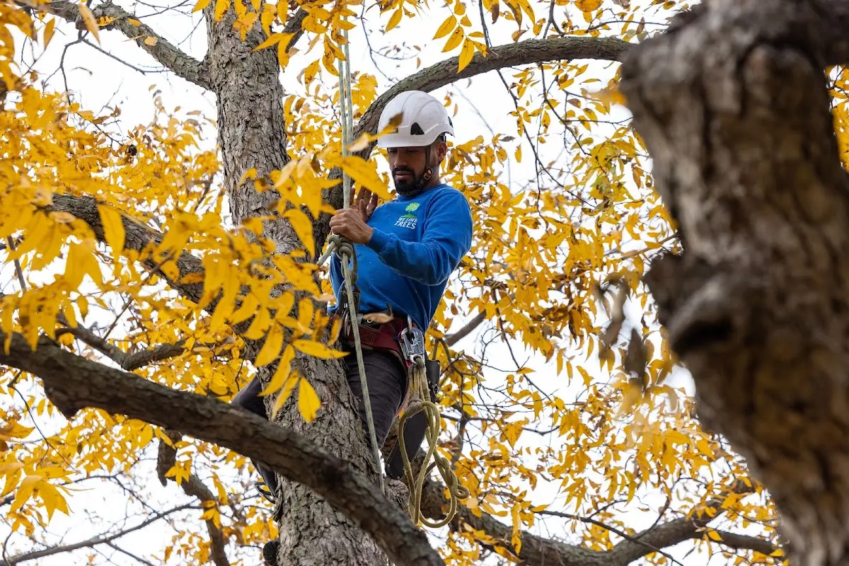 Skilled Tree Planting crew working in Busy
